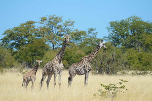 Safari de dia inteiro em Hwange a partir das Cataratas Vitória