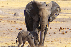 Kasane: 1 day Chobe NP Safari with Boat Cruise and Lunch