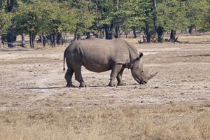 Livingstone: Mosi-oa-Tunya National Park White Rhino Tour