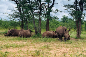 Livingstone: Rhino and Lion Walking Tour with Transfers