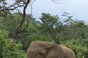 Livingstone Rhino Walk & Zambezi Scenic View