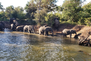 LIVINGSTONE ZAMBIA:SAFARI GAME DRIVE & RHINO WALK