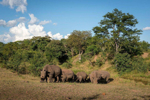 Neshornvandring – Mosi-oa-Tunya nasjonalpark