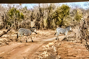 Victoria Falls : Nattsafari i 4x4 runt Vic Falls