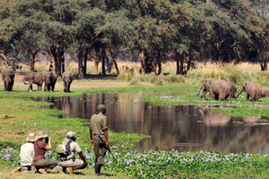 Vandrende safari