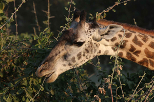 Zambezi National Park Private Wildlife Safari (4 - 10 hours)