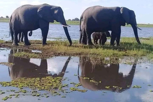 Zambezi River Safari with Lunch & Drinks