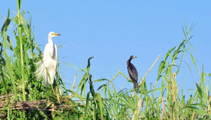 Birding in Zambia