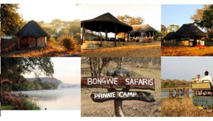 Bongwe Safaris