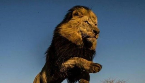 Dens Safari Tours & Transfers
