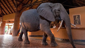 Mfuwe Lodge