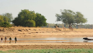 Norman Carr Safaris