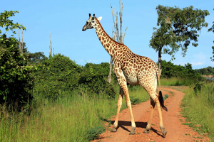 The Ultimate Guide to Summer Safaris in Zambia