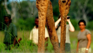 The Bushcamp Company