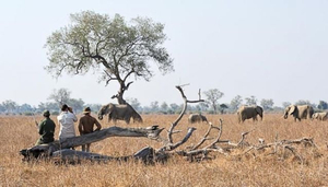 Walking Safaris - Shenton Safaris