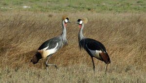 Zamsato - Zambia Safaris & Adventure Tours