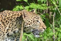 South Luangwa National Park