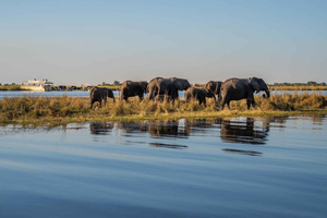 3 Tage Sambia, Simbabwe und den Chobe Park in Botswana erkunden