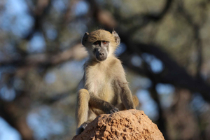 Excursão de 4 dias às Cataratas Victoria e excursão de 1 dia ao Parque Nacional Chobe