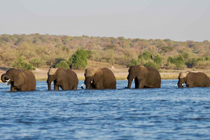 Chobe National Park Day Trip