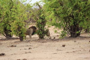 Parco Nazionale del Chobe: Fotosafari, tour in barca e pranzo