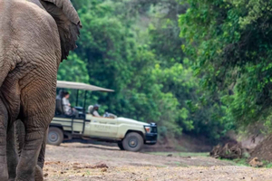 Safari Game Drive i Zambezi nationalpark