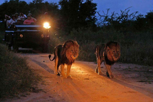 Victoria Falls: Night Game Drive med 3-retters bush-middag