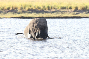Victoria Falls: Zambezi River Sunset Cruise with Drinks