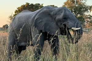 Victoria Falls: Zambezi Sunset Cruise & Botswana Chobe Park