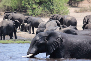 Zimbabwe: Victoria Falls Arrangement voor een hele dag