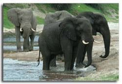 Batoka Safaris