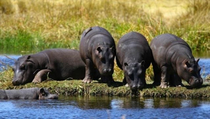Best Private Game Parks Around Harare