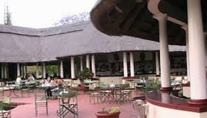 Jungle Junction