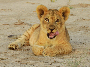Kavinga Safari Camp