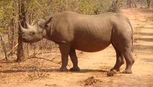 Matusadona Lodges and Camping