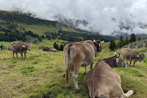 Private Tour :Alpine Playground, Monster Scooter, Lucerne