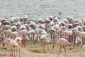 Abu Dhabi: Magisk ørkentur i firehjulstrækker, kamelridning og sandboarding