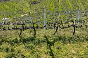 Durres og vinsmakingstur