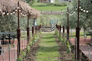 Proef Albanese wijn, dagelijkse tours vanuit Durres.