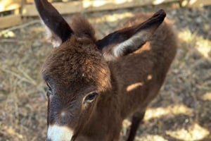 Гирокастра: прогулка с осликами и доение