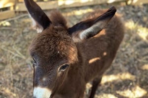 Gjirokaster: ezelpad en melkplezier