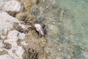 Gjirokastër: Tour de aventura a la cascada de Selcka - Senderismo y chapuzón