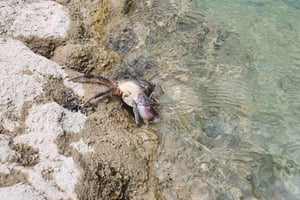 Gjirokastër : Excursion à la cascade de Selcka - Randonnée et baignade