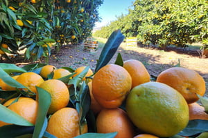Mandarina Farming Tour with Picnic in Albania