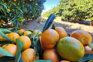 Mandarina Farming Tour with Picnic in Albania