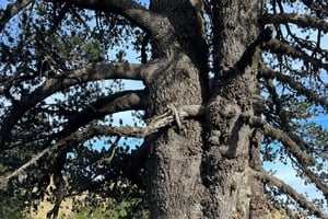 Offroad- & Wanderabenteuer von Korçë nach Valamara