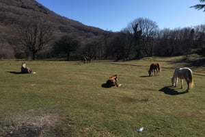 Tirana: Dajti National Park and Tujani Peak Hiking Tour