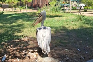 Tirana/Durres/Golem: Karavastan laguuni – matkapäivä ja veneretki!