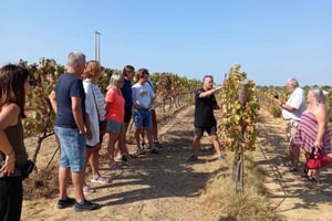 Albufeira/Vilamoura : visite d'un vignoble avec dégustation de vins et tapas
