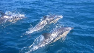 Beach Hut Watersports